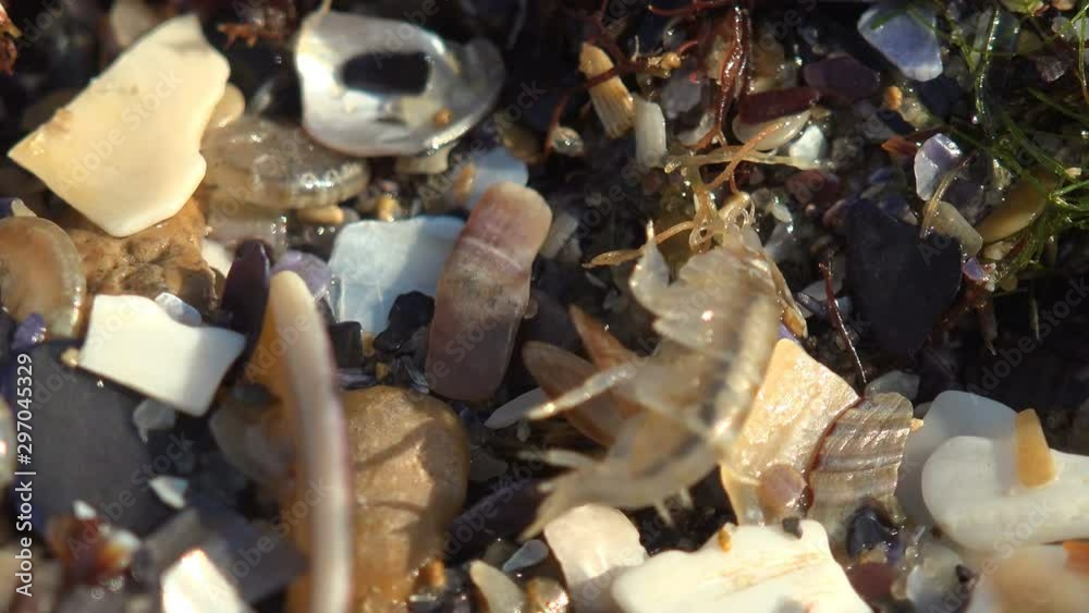 Gammarus jumps among beautiful fragments of seashells and among red ...