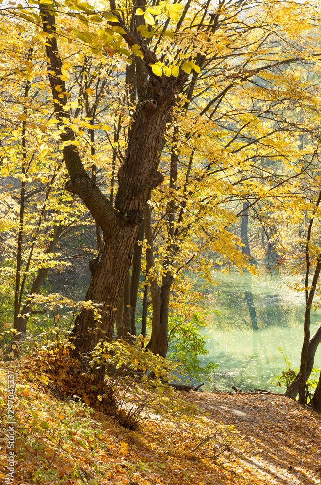 Fototapeta premium Piękne jesienne drzewa