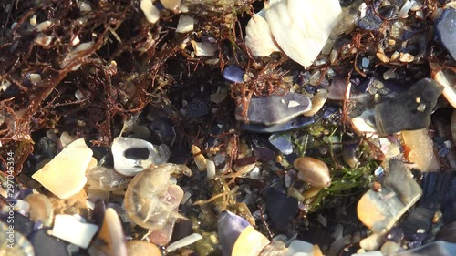 Gammarus jumps among beautiful fragments of seashells and among red seaweed, Trying to hide in sea water from summer sun. Gammarus is an amphipod crustacean genus in the family Gammaridae
