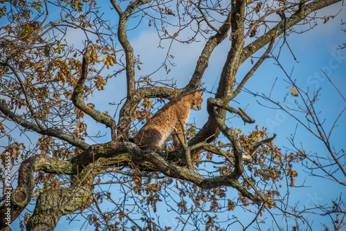 Lynx in a autumn tree looking for freedom or pray