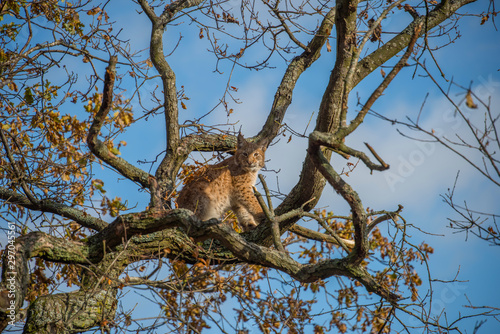 Lynx in a autumn tree looking for freedom or pray