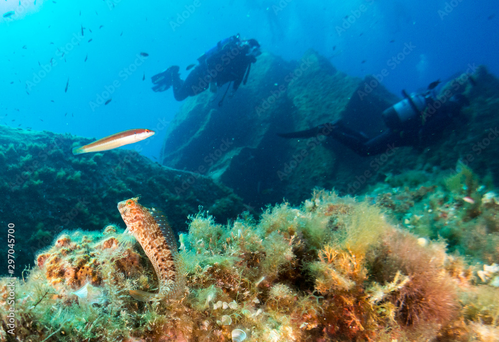 seabed with corals and macro seabed with corals and macro