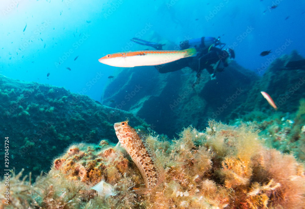 Fototapeta premium seabed with corals and macro