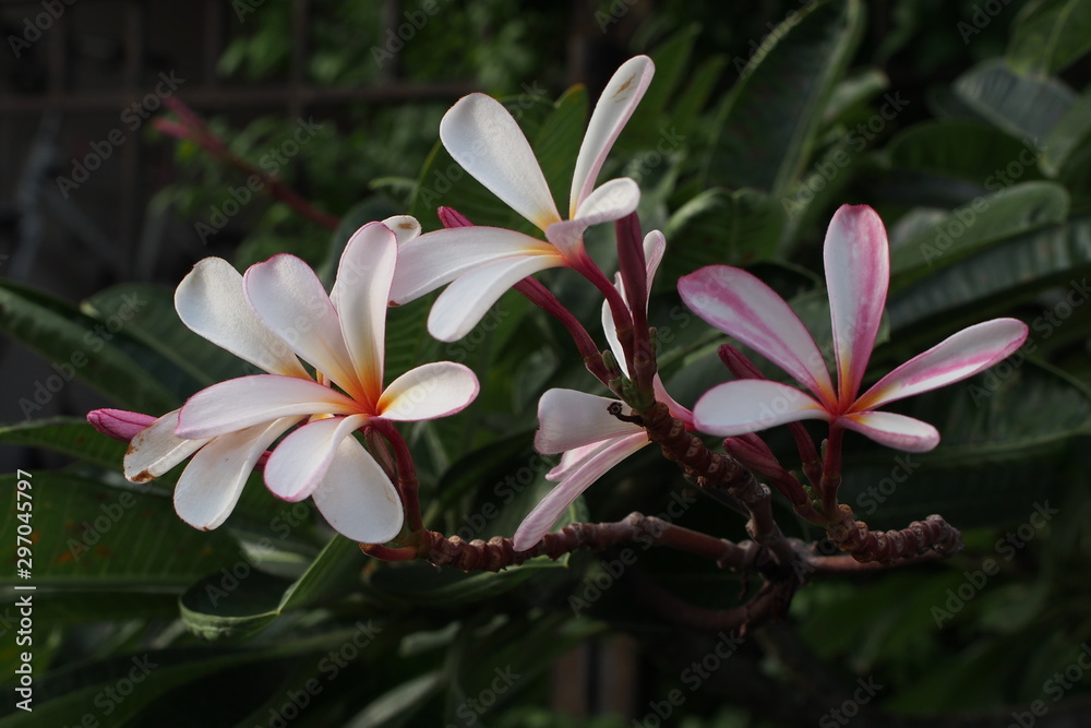 Temple tree flowers, Apocynaceae Frangipani or Plumeria 