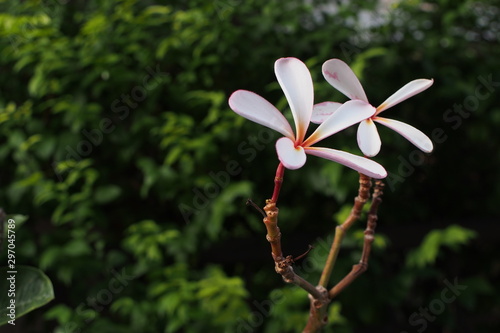 Temple tree flowers, Apocynaceae Frangipani or Plumeria 