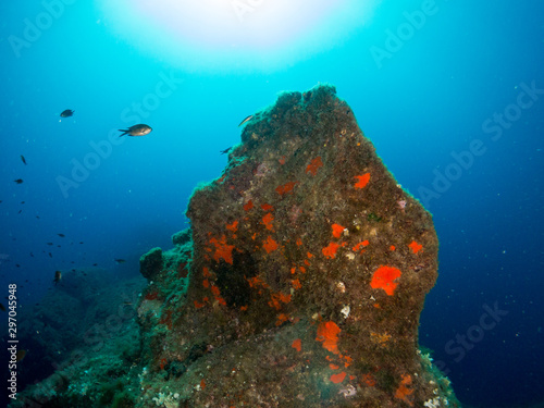 seabed with corals and macro