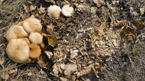 Group of mushrooms growing on an old rotten tree stump in the forest.