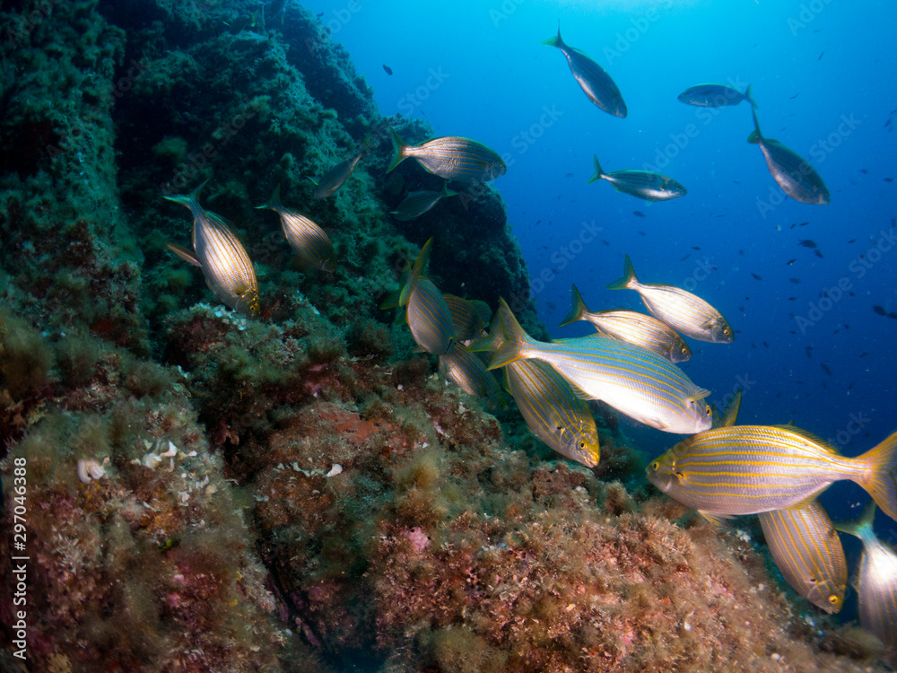 seabed with corals and macro