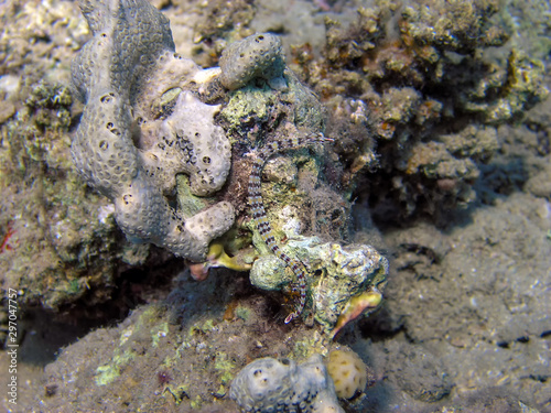 A Network Pipefish (Corythoichthys flavofasciatus) photo