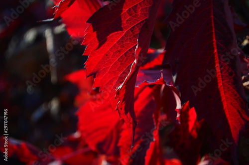 Autumnal ornament, beautiful red leaves on the bush