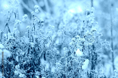 Dry grass covered with hoarfrost and snow on a clear day close-up. Winter background, blue color toning © Talulla