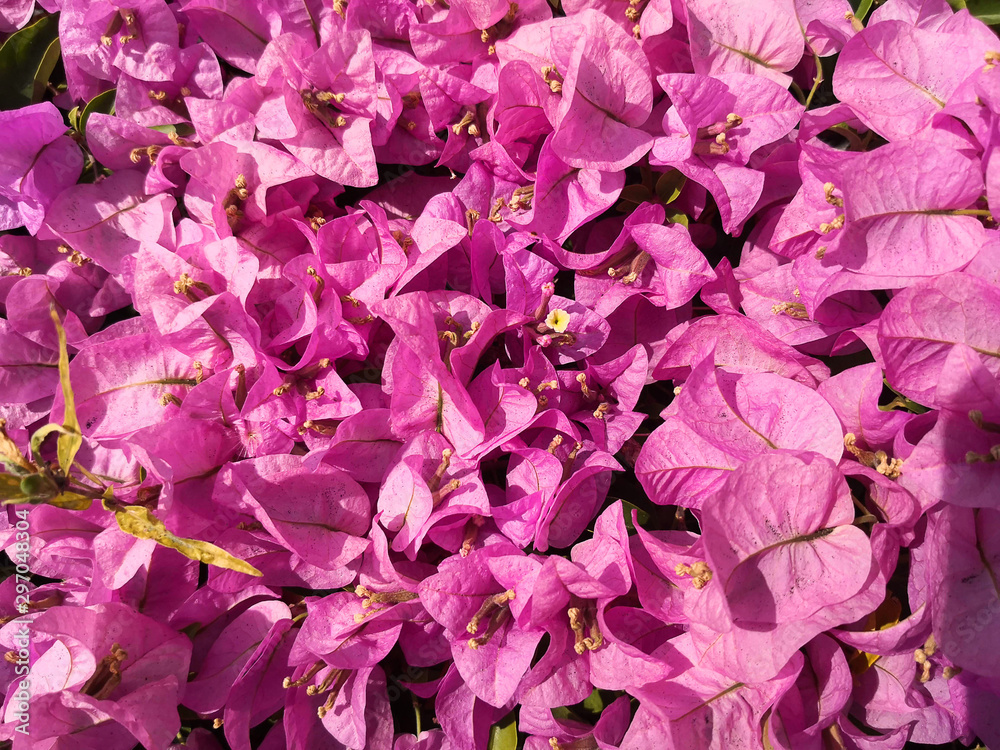 Beautiful  Bougainvillea opening under sunshine