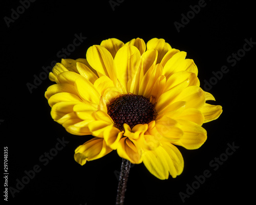 yellow flower isolated on black background