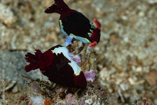 Nembrotha chamberlaini mating photo