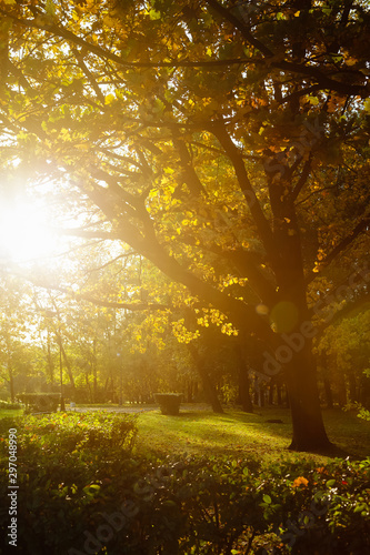Fototapeta Naklejka Na Ścianę i Meble -  Oak with yellow leaves in autumn on a Sunny day