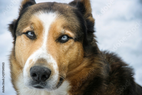 Cuadro en lienzo Hund im Schnee