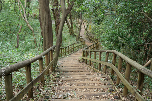 A wooden pathway in a forest