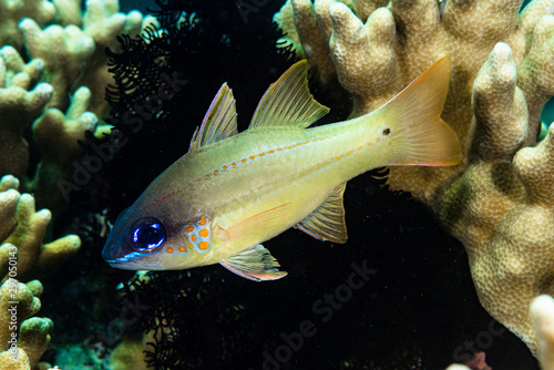 Spotted-Gill Cardinalfish Ostorhinchus chrysopomus photo