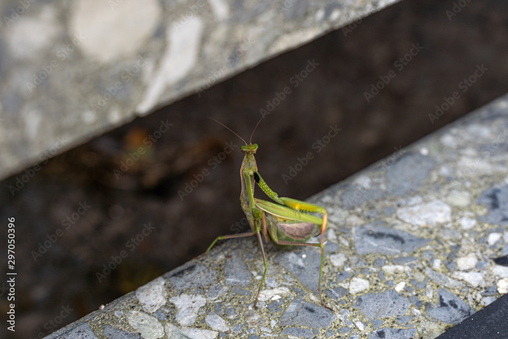 Praying mantis sits on a staircase and looks into the camera Praying mantis sits on a staircase and looks into the camera