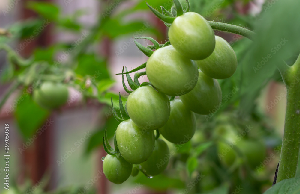 green jam tomatoes on the stem