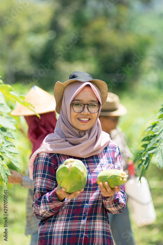 portrait of young muslim female farmer holding a raw papaya and show to camera