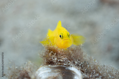 Yellow Pygmy Goby (Lubrocogobius exiguus)