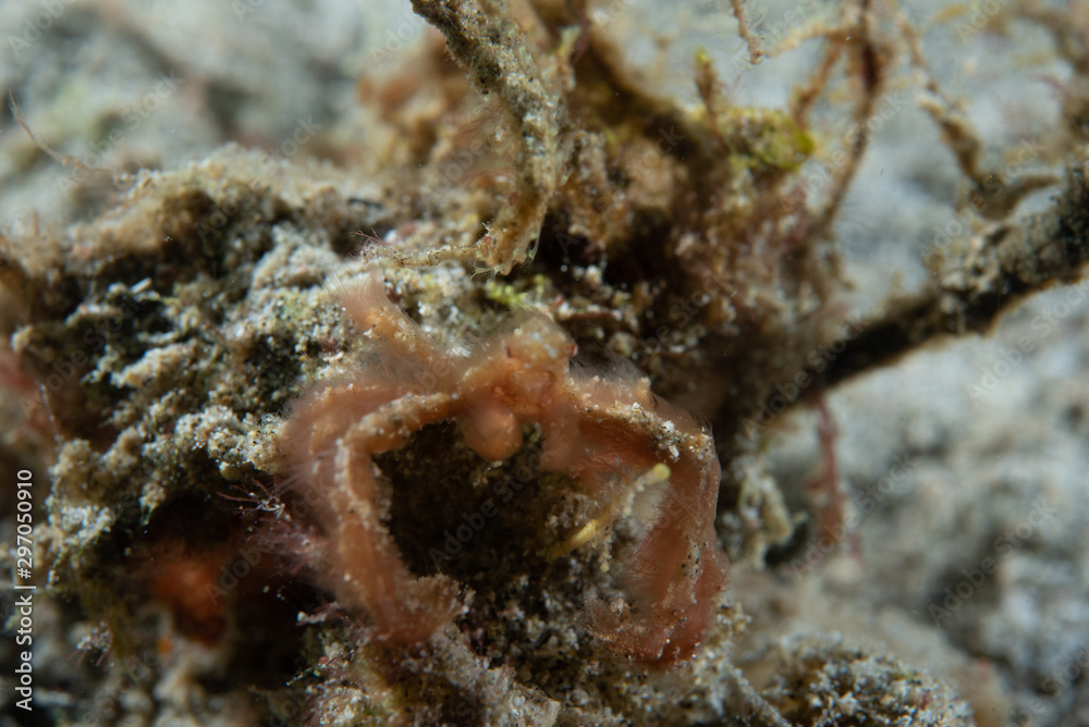 Orangutan Crab (Achaeus japonicus) Orangutan Crab (Achaeus japonicus)