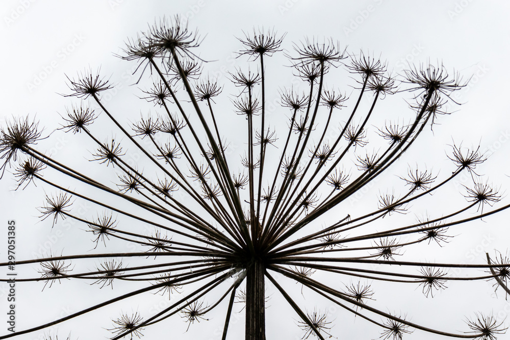 Obraz premium Giant dry hogweed, cow parsnip on gray sky background
