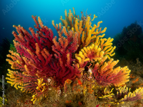 gorgonia in the mediterranean with blue background