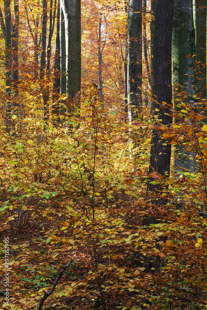Fototapeta premium Thickets of young beech in the autumn forest in the sunshine