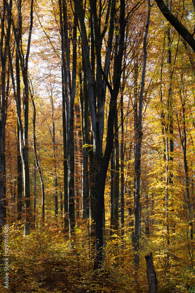 Thickets of young beech in the autumn forest in the sunshine Thickets of young beech in the autumn forest in the sunshine