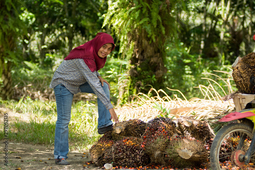 portrait of middle aged  muslim female hijab with palm oil fruit