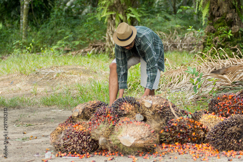 young male palm oil fruit farmer with palm oil fruit on the ground