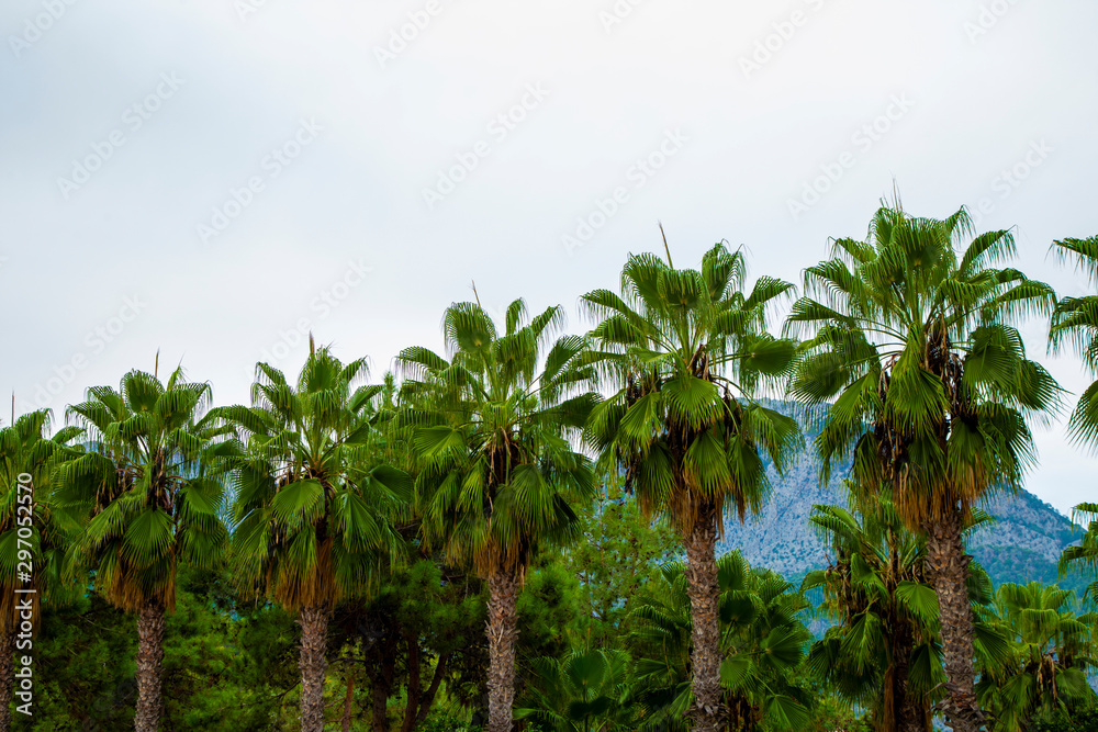 Naklejka premium palm grove under the blue sky