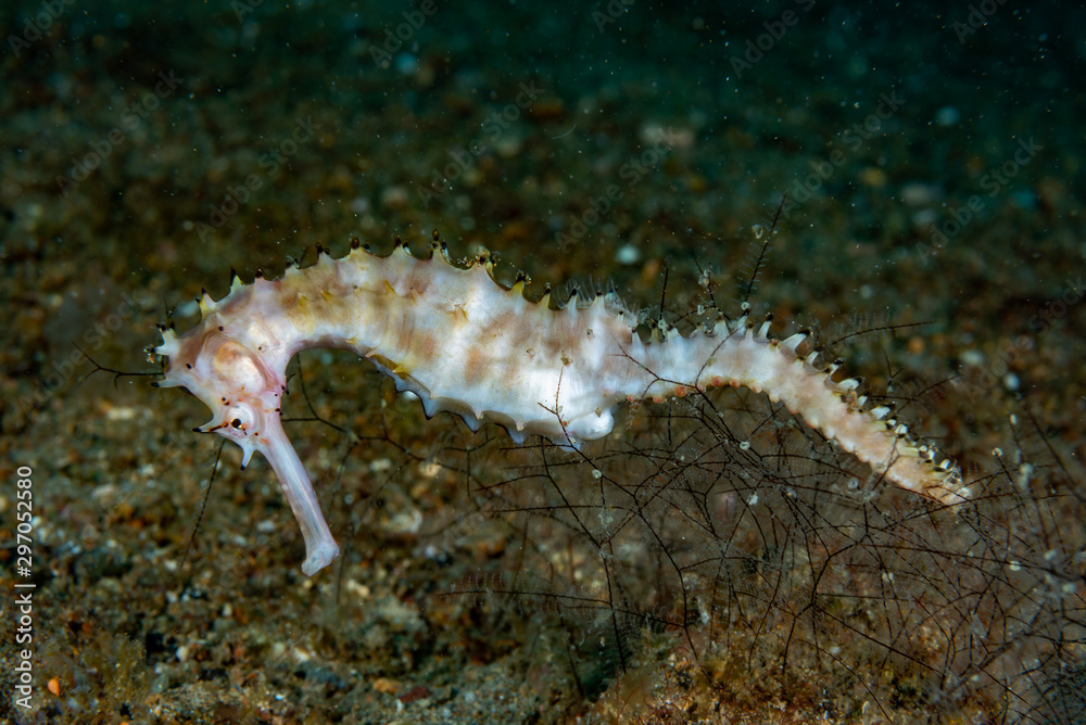 Thorny Seahorse Hippocampus histrix Thorny Seahorse Hippocampus histrix
