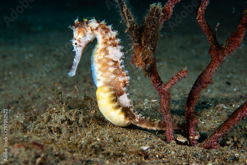 Thorny Seahorse Hippocampus histrix