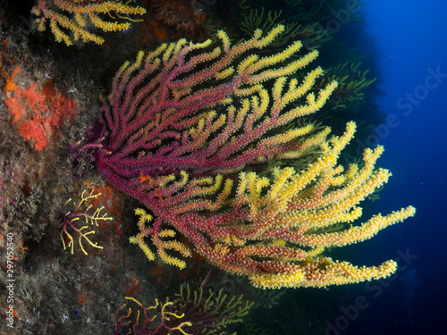 gorgonia in the mediterranean with blue background