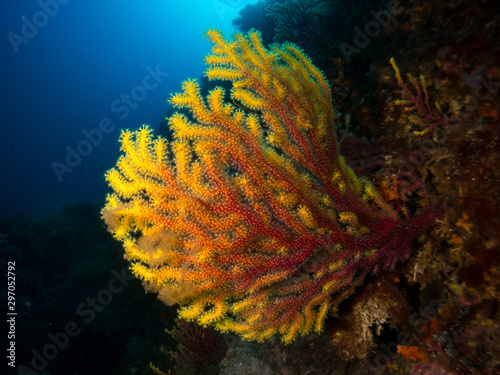 gorgonia in the mediterranean with blue background photo