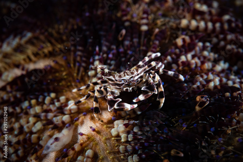 Zebra Urchin Crab Zebrida adamsii photo