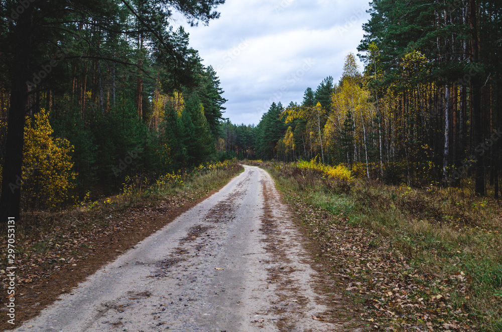 Fototapeta premium Dirt road leading through the autumn forest.The road on which the timber is transported for sawing.