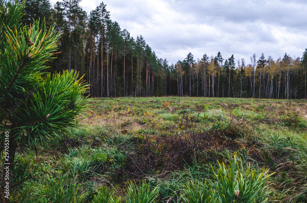Forest destruction by illegal logging. Deforestation for the purpose of illegal enrichment. Forest destruction by illegal logging. Deforestation for the purpose of illegal enrichment.