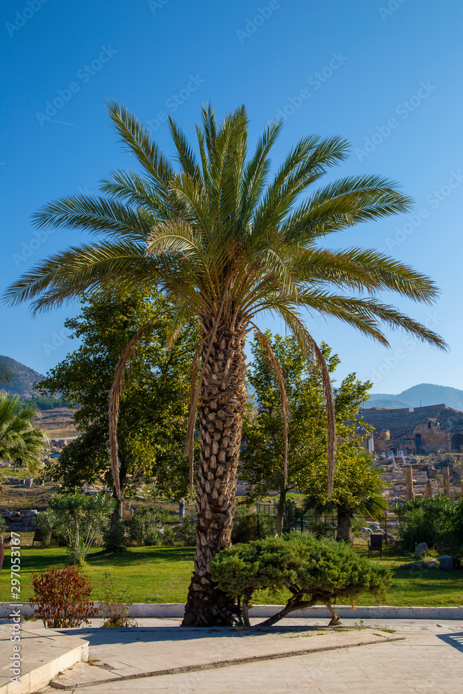 date palm tree under blue sky