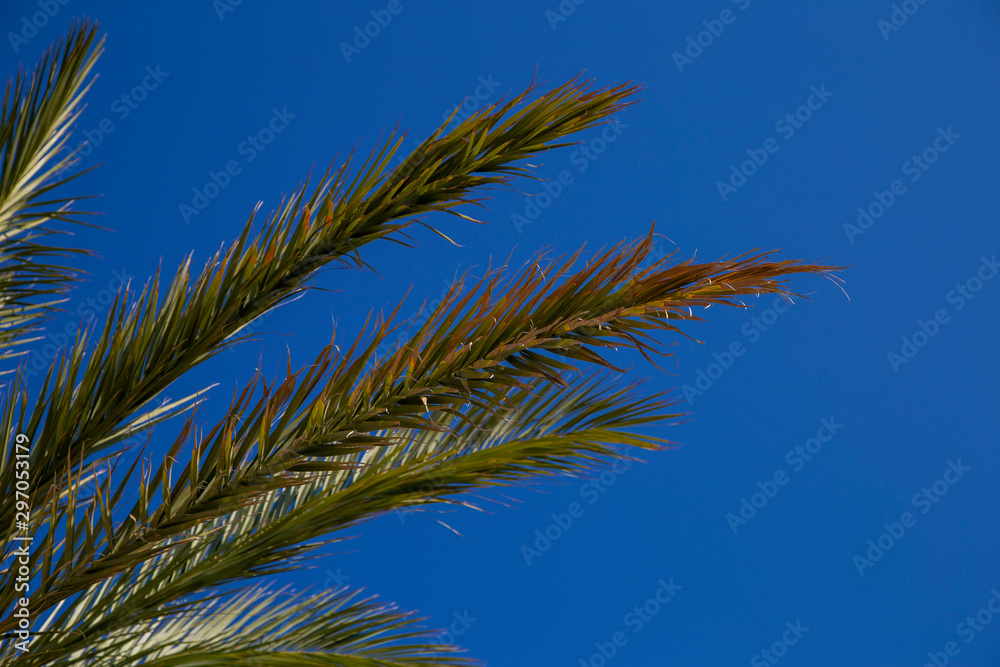 palm branches under the blue sky palm branches under the blue sky