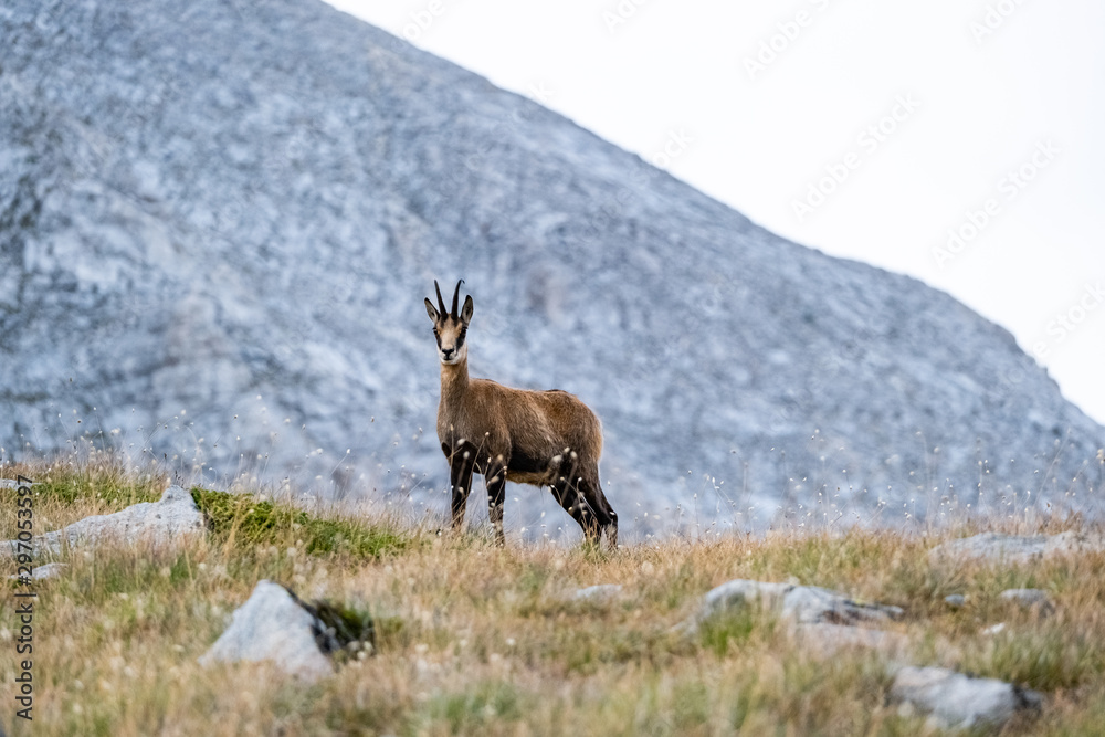 Wild goats in the bulgarian mountains, Pirin national park Wild goats in the bulgarian mountains, Pirin national park