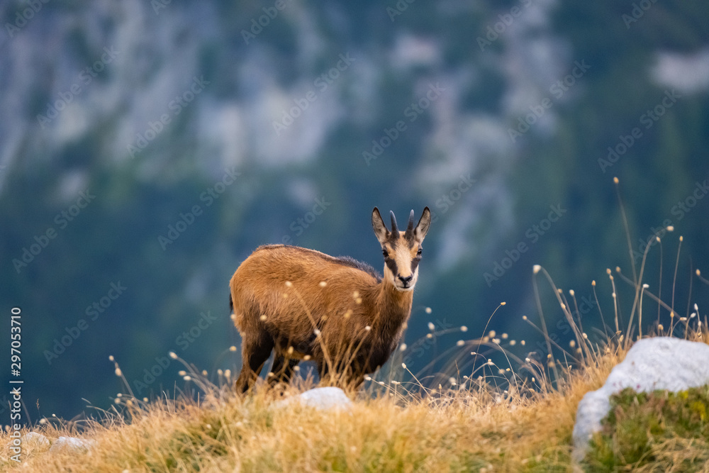 Wild goats in the bulgarian mountains, Pirin national park Wild goats in the bulgarian mountains, Pirin national park