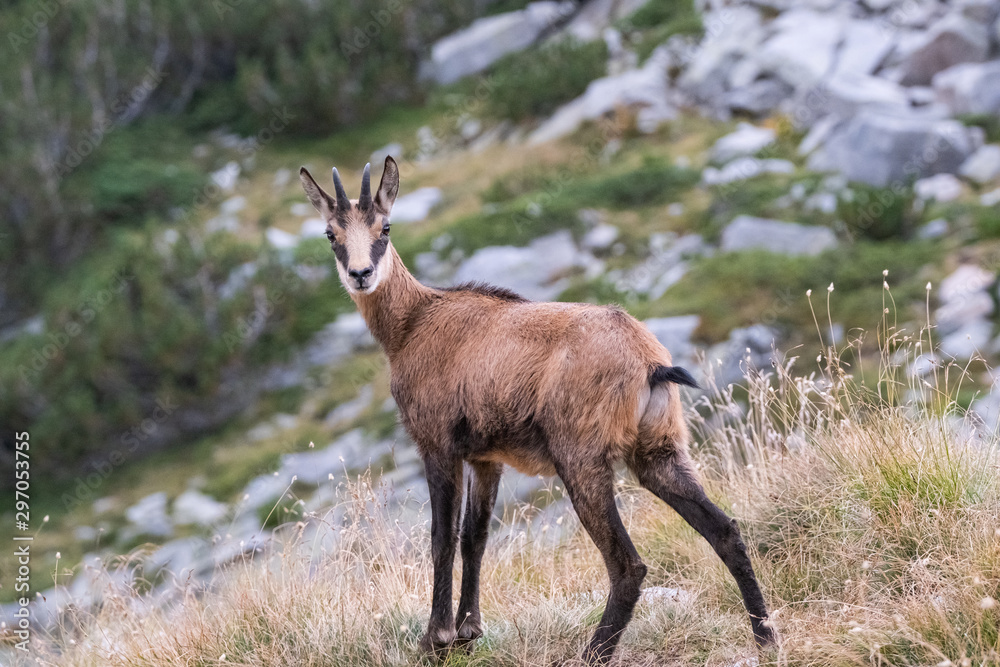 Wild goats in the bulgarian mountains, Pirin national park Wild goats in the bulgarian mountains, Pirin national park
