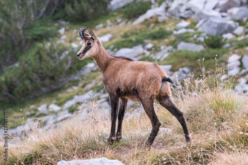 Wild goats in the bulgarian mountains, Pirin national park 