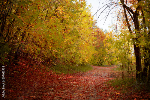 Fototapeta Naklejka Na Ścianę i Meble -  autumn scene, the fallen leaves on the ground on the road in the forest