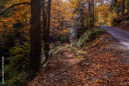 Back road in Mountains covered with forest in the autumn season