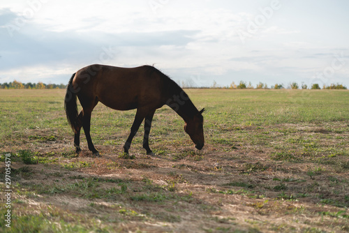 happy brown horse standing in the field on summer day